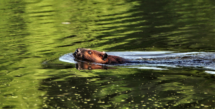 beaver in water